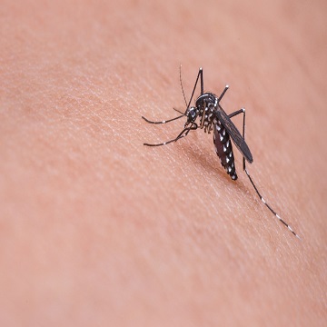 Obrázek článku: Ústí dostane příspěvek na postřik proti komárům