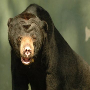 Obrázek článku: V olomoucké ZOO zemřela vzácná medvědice