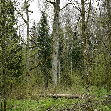 Obrázek článku: U Propasti jsou stromy hrozící pádem, budou se kácet!