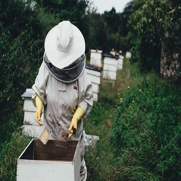 Obrázek článku: Kraj rozdělí včelařům milion korun