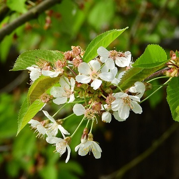 1. květen - 1. máj image not found