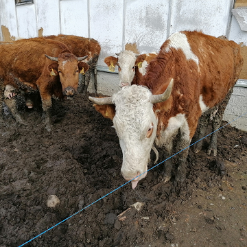 Obrázek článku: Týrání zvířat na farmě ve Vysoké?