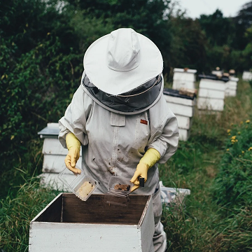 Obrázek článku: Na Hranicku se kradou včely