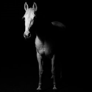 Obrázek článku: Žena se stala „bílým koněm“