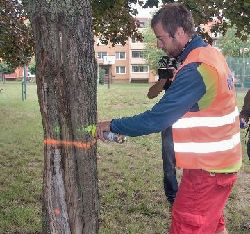 Obrázek článku: Jak dopadlo veřejné jednání o kácení stromů na Struhlovsku?