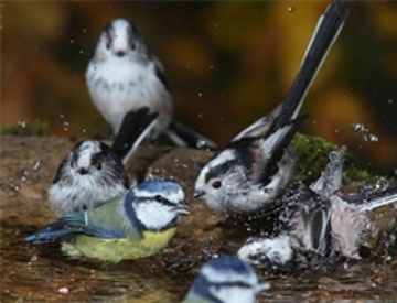 Obrázek článku: Ornitologové prosí, pamatujte v horku i na ptáky a drobné zvířata