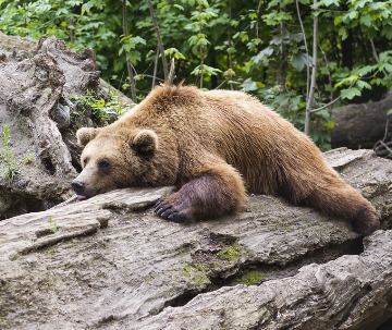 Obrázek článku: Odborníci chystají opatření, kdyby medvěd na Valašsku dál škodil